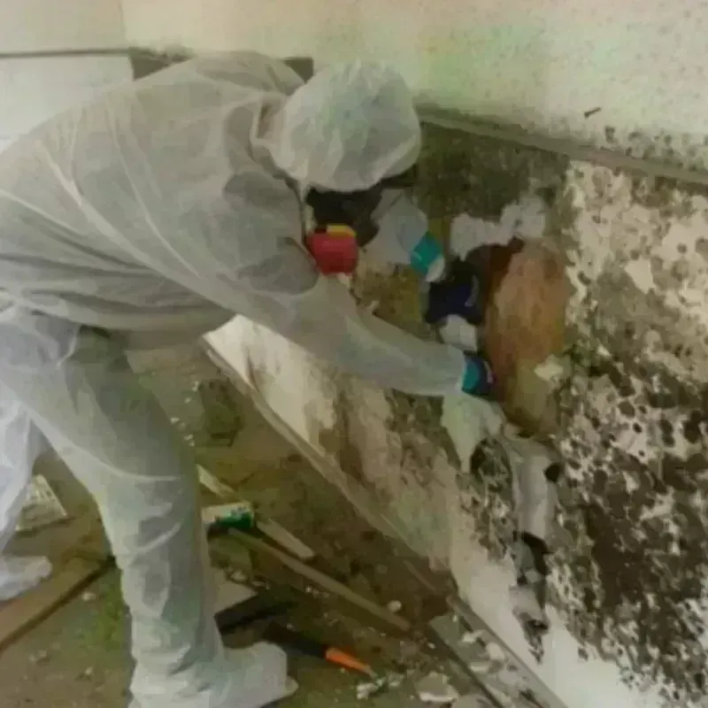 Mold Remediation and Removal in Rochelle, IL